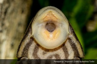 Panaque cf. nigrolineatus`aripuana`